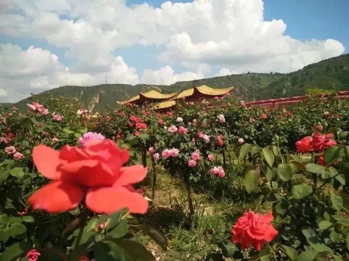 1552286750928927.jpg 25.jpg