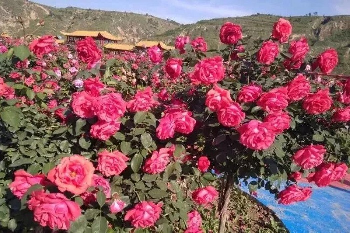 1552286756292314.jpg 26.jpg